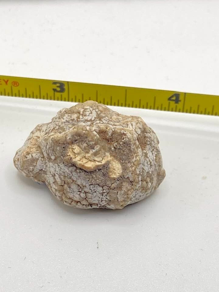 Ellensburg Blue Agate 62.5 carats Very Rare Gem Mineral Specimen Rough Display